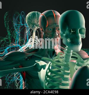 Explosionsansicht der menschlichen Anatomie, Diagramm. Getrennte Körpersysteme Muskel, Knochen, Organe, Nervensystem, Lymphsystem, Gefäßsystem. Stockfoto