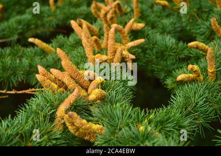 Braune Kiefernzapfen mit gelbem Pollenstaub auf einem Ast Stockfoto