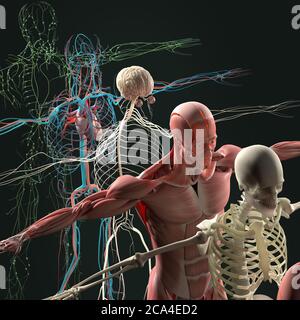 Explosionsansicht der menschlichen Anatomie, Diagramm. Getrennte Körpersysteme Muskel, Knochen, Organe, Nervensystem, Lymphsystem, Gefäßsystem. Stockfoto