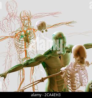 Explosionsansicht der menschlichen Anatomie, Diagramm. Getrennte Körpersysteme Muskel, Knochen, Organe, Nervensystem, Lymphsystem, Gefäßsystem. Stockfoto