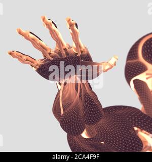 Hand der menschlichen Anatomie. Muskelsystem. Knochenstruktur. Gefäßsystem. 3D-Illustration Stockfoto