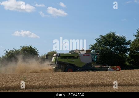 Winter Harvest Rückansicht des Mähdreschers bei der Arbeit in Feld Dusty sonnig wolkig blauer Himmel Stoppeln in Feldbäumen Querformat Stockfoto