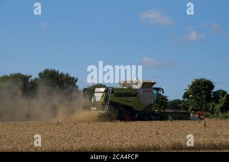 Winter Harvest Rückansicht des Mähdreschers bei der Arbeit in Feld Dusty sonnig wolkig blauer Himmel Stoppeln in Feldbäumen Querformat Stockfoto