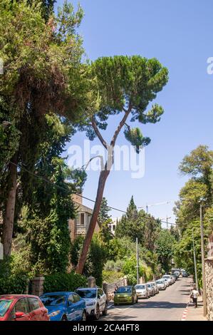 Pinus halepensis, allgemein bekannt als die Aleppo Kiefer oder Jerusalem Kiefer fotografiert in Rehaviya Nachbarschaft, Jerusalem, Israel Stockfoto