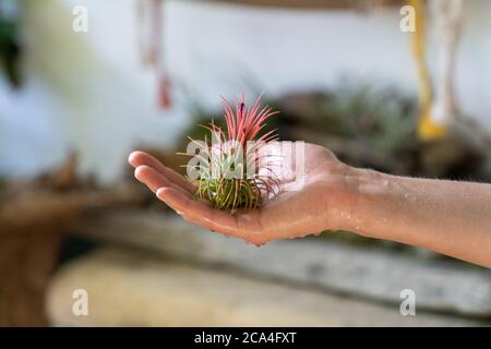 Nahaufnahme der Frau Floristin hält in ihrer nassen Hand nach dem Sprühen Luftanlage Tillandsia im Garten Haus / Gewächshaus, die Pflege von Zimmerpflanzen. Innen-Ga Stockfoto