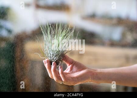 Nahaufnahme der Frau Floristin hält in ihrer nassen Hand und sprühen Luft Pflanze tillandsia im Garten Haus / Gewächshaus, die Pflege von Zimmerpflanzen. inneneinsatz Stockfoto