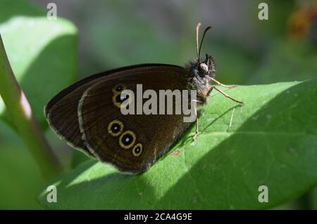 Ringlet Schmetterling Flügel geschlossen Stockfoto