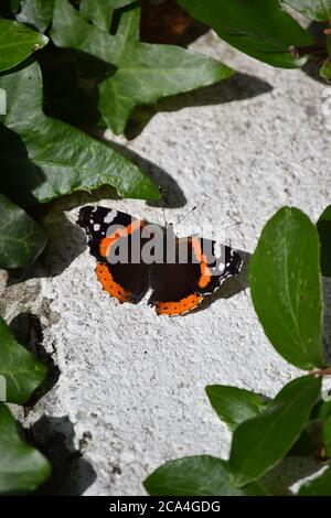 Roter Admiral, eingerahmt von Blättern Stockfoto