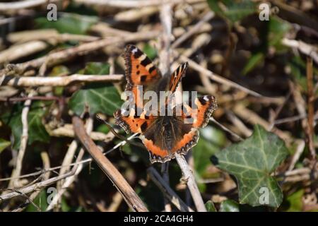 Zwei Schildpatt-Schmetterlinge Stockfoto