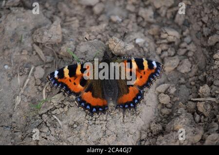 Kleiner Schildpatt Schmetterling auf Schlamm Stockfoto