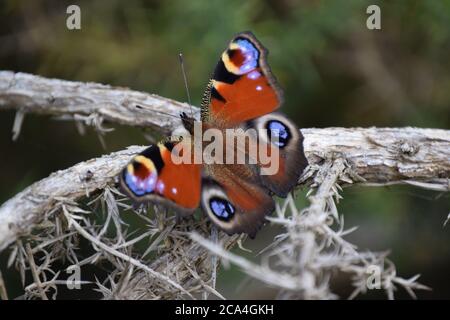 pfau Schmetterling auf Zweig Stockfoto