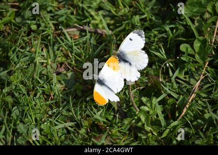 Männliche und weibliche Orange Spitze Schmetterlinge Stockfoto