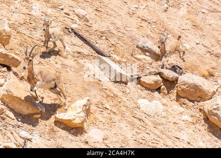 Eine Herde Ibex (Capra ibex nubiana) wundert sich in der Stadt. Fotografiert in Mitzpe Ramon, Negev, Israel Stockfoto