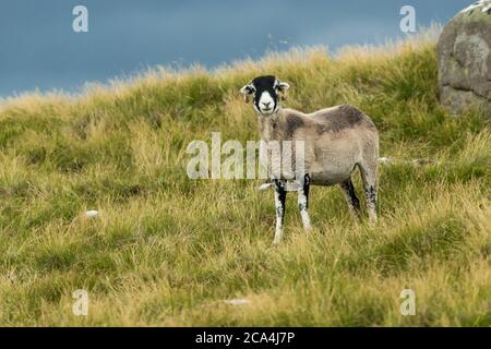 Swaledale Schafe, eine einzige Mutterschafe nach vorne in rauem Grasland mit sauberen blauen Himmel Hintergrund. Tan Hill, Swaledale, Großbritannien. Horizontal. Platz für Kopie Stockfoto