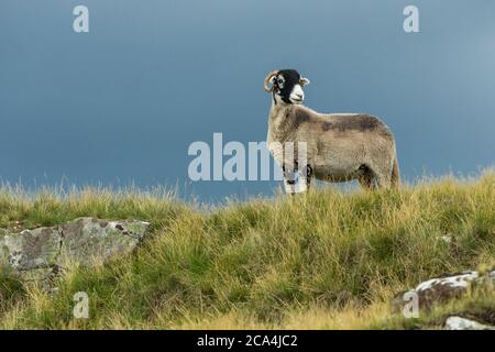 Swaledale Ewe stand in rauem Grasland auf Grouse Moor in der Nähe von Tan Hill, Yorkshire. Hintergrund bereinigen. Swaledale Schafe sind eine einheimische Rasse. Platz für Kopie Stockfoto