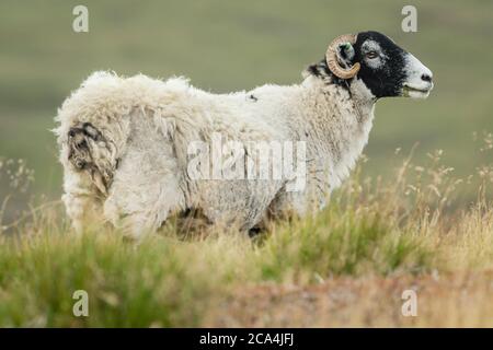 Nahaufnahme eines Swaledale Schafes direkt in rauem Grasland auf offenem Moor in der Nähe von Tan Hill in Swaledale, Yorkshire, Großbritannien. Sauberer, grüner Hintergrund. Stockfoto