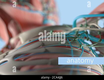 Anatomie Körpermodell extreme Nahaufnahme. Selektiver Fokus. Menschliche Anatomie Körper. 3d-Illustration. Stockfoto