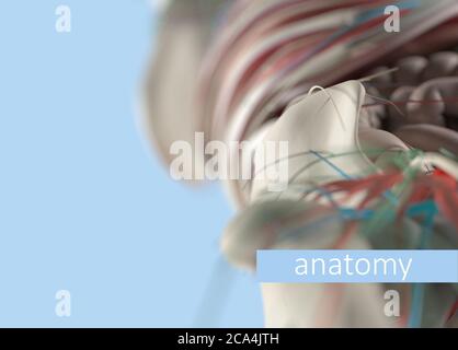 Anatomie Körpermodell extreme Nahaufnahme. Selektiver Fokus. Menschliche Anatomie Körper. 3d-Illustration. Stockfoto