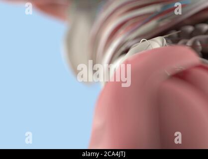 Anatomie Körpermodell extreme Nahaufnahme. Selektiver Fokus. Menschliche Anatomie Körper. 3d-Illustration. Stockfoto