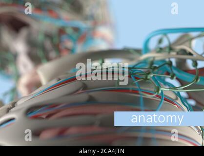 Anatomie Körpermodell extreme Nahaufnahme. Selektiver Fokus. Menschliche Anatomie Körper. 3d-Illustration. Stockfoto