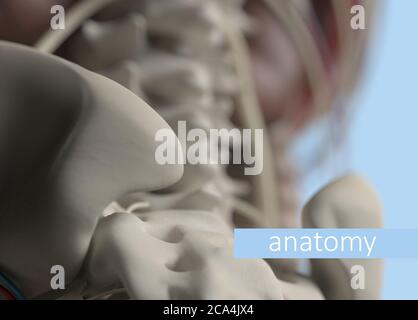 Anatomie Körpermodell extreme Nahaufnahme. Selektiver Fokus. Menschliche Anatomie Körper. 3d-Illustration. Stockfoto