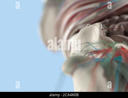 Anatomie Körpermodell extreme Nahaufnahme. Selektiver Fokus. Menschliche Anatomie Körper. 3d-Illustration. Stockfoto