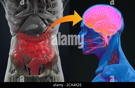 Darm-Hirn-Verbindung oder Darm-Hirn-Achse. Konzeptkunst, die eine Verbindung vom Darm zum Gehirn zeigt. 3d-Illustration. Stockfoto