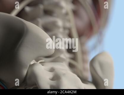 Anatomie Körpermodell extreme Nahaufnahme. Selektiver Fokus. Menschliche Anatomie Körper. 3d-Illustration. Stockfoto