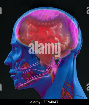 Darm-Hirn-Verbindung oder Darm-Hirn-Achse. Konzeptkunst, die eine Verbindung vom Darm zum Gehirn zeigt. 3d-Illustration. Stockfoto