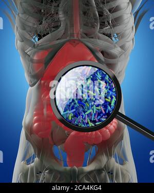 Darmbakterien, Mikrobiom. Bakterien vergrößert durch Lupe, Konzept, Darstellung. 3D-Illustration. Stockfoto
