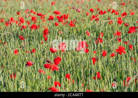 Ein Vollbildfoto von Mohn, der in einem Weizenfeld wächst Stockfoto