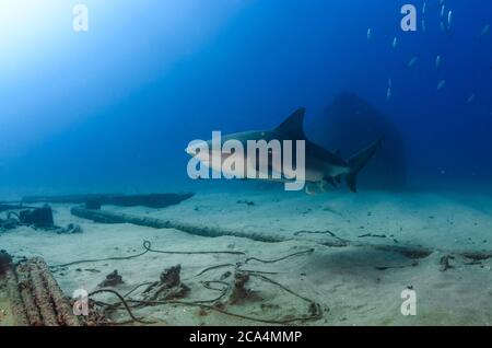 Bullenhai (Carcharhinus leucas). Riffe des Cortezer Meeres, Pazifischer Ozean. Cabo Pulmo, Baja California Sur, Mexiko. Das Aquarium der Welt. Stockfoto