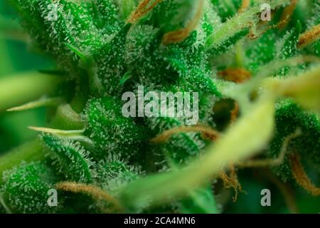 Makro-Nahaufnahme von THC-Cannabiskristallen. Unkraut Trichome, Marihuana Pflanze Stockfoto