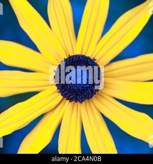 Makrobild einer 'Spanish Daisy' Blume, aufgenommen von oben, fokussiert auf den Kern, und Blütenblätter an den Seiten abgeschnitten. Farben überarbeitet, um blau und gelb. Stockfoto