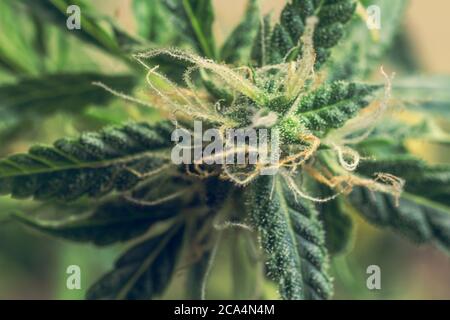 Nahaufnahme Makro von Cannabispflanze mit THC. Marihuanaknospen. Unkrautblätter Stockfoto