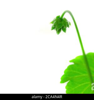 Grüne Knospe Blume Geranie auf weißem Hintergrund Stockfoto