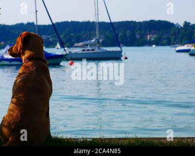 Hund sitzt am See Stockfoto