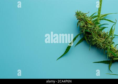 Medizinisches Cannabis oder Marihuana-Pflanze, Hintergrund-Kopierraum Stockfoto