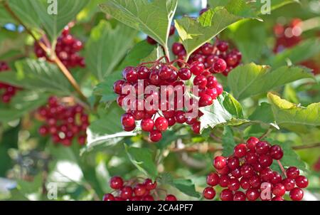 Wacholderrose (viburnum opulus) Beeren Stockfoto