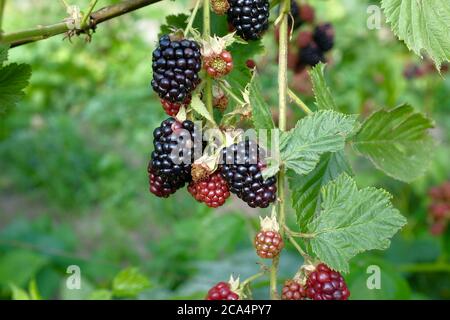 Verschwommene Brombeeren auf dem Hintergrund des Gartens. Beeren sind grün und schwarz. Sommer- und Erntekonzept, selektiver Fokus. Stockfoto