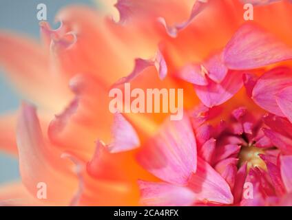 Makroaufnahme einer schönen japanischen Chrysantheme Blume, fokussiert auf die Mitte und Blütenblätter und in orange und rosa Farbtöne. Stockfoto