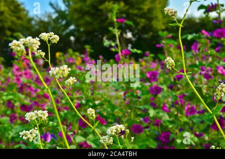 Eine schöne Wiese mit lebendigen Wildblumen vor einer deutschen Landschaft, Malgen, Mohnblumen und Sonnenblumen Stockfoto