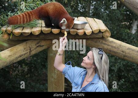 Countryfile Moderatorin Helen Skelton füttert einen roten Panda während eines Besuchs im Yorkshire Wildlife Park in Doncaster, um zwei neue erweiterte Tierreservate zu eröffnen: Erleben Sie Äthiopien und Himalayan Pass, wo Besucher Hyänen, Gelada Affen, Rote Pandas und glatt beschichtete Otter sehen können. Stockfoto