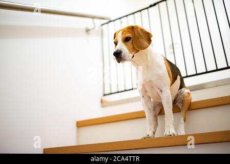 Trauriger Beagle Hund sitzt auf der Treppe, Weg zum Schlafzimmer mit Barriere blockiert. Stockfoto