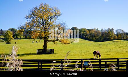 Profilansicht eines Ahornbaums und Pferde, die im Herbst auf einer Weide auf einer Farm in Ontario grasen Stockfoto