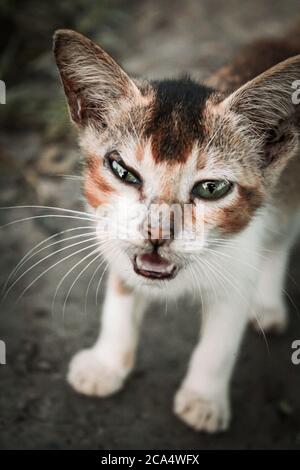 Schöne Katze Porträt, Katze beobachten die Kamera. Stockfoto