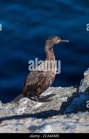 Fels oder Magellanic Cormorant; Phalacrocorax magellanicus; Falklands Stockfoto