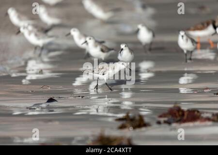 Sanderling Calidris alba; GROSSBRITANNIEN; Stockfoto