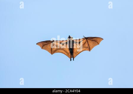 Seychellen Fruchtbat; Pteropus seychellensis; Fliegen; Seychellen Stockfoto