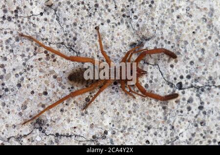 Übersicht über eine braune Kamelspinne, Windskorpion, Sonnenspinne oder einfach nur Solifuge (Gluvia dorsalis) über steinartigen, asphaltierten Boden. Arrabida Berge, Set Stockfoto